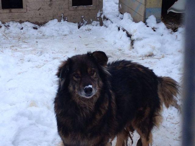 LAIKA - reserviert Tierschutzliga Dorf