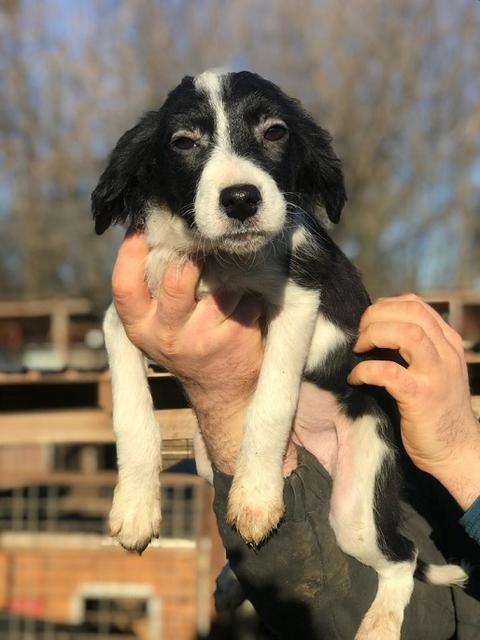 MASHA - reserviert Hundescheune Fläming