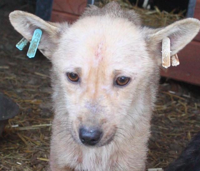 LUCILLE - reserviert Tierhilfe Lebenswert