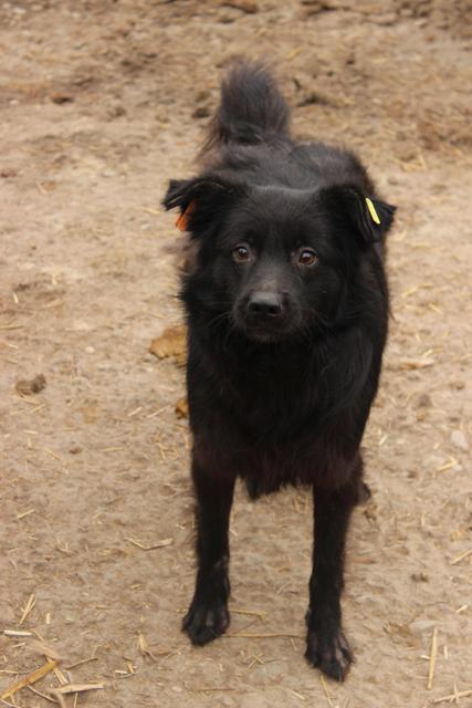 ISMAEL* - reserviert Hamburger Tierschutzverein