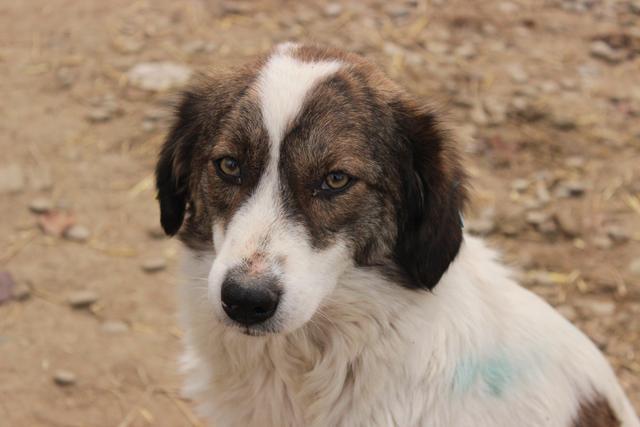 LOLITA - reserviert Hamburger Tierschutzverein