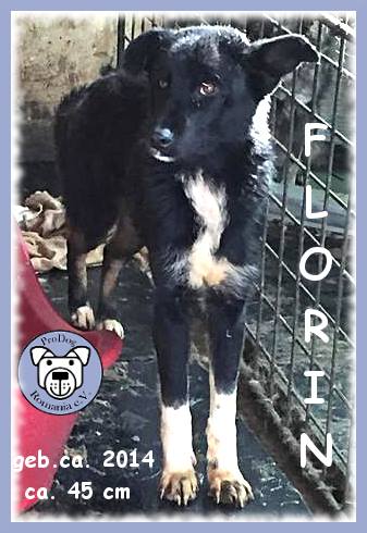 FLORIN* reserviert für Casa Animale (Ti)