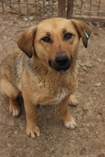 MARIECHEN* - reserviert Tierheim Koblenz