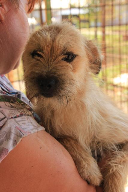 ROSIE - reserviert Tierheim Burgdorf