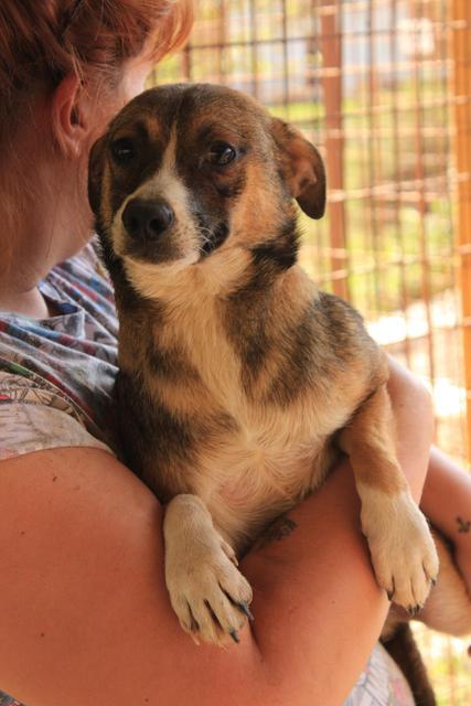 RILEY - reserviert Tierheim Burgdorf