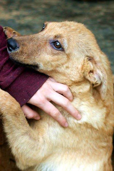 ENNY - reserviert Tiere brauchen Freunde e.V