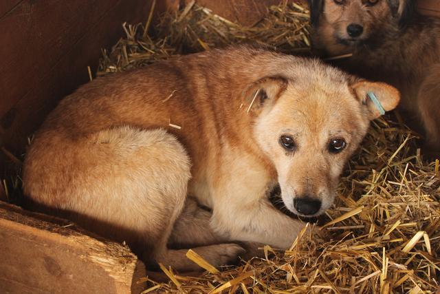 FRIEDRICH - reserviert für Casa Animale* (Ti)