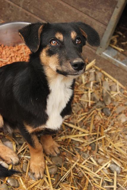 KATJA - reserviert Tiere brauchen Freunde