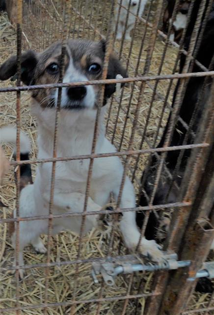 VIVA - reserviert Tierheim Gelnhausen