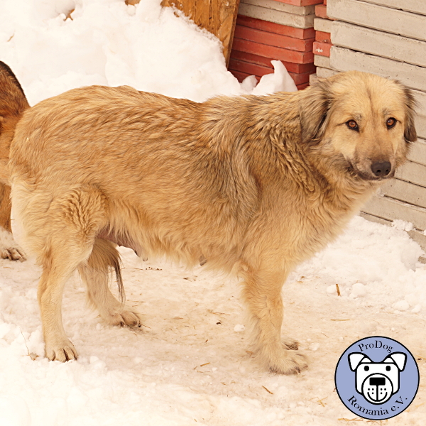 NELLY (SONYA) - reserviert Tierhilfe Lebenswert e.V.