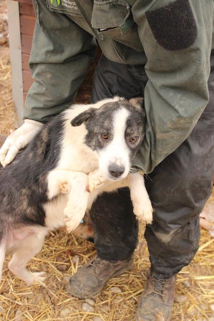 KIKO - reserviert Hamburger Tierschutzverein