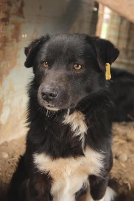 TRAVOR* - reserviert Hamburger Tierschutzverein