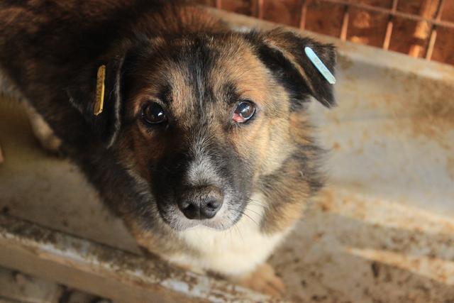 BODHI - reserviert Hamburger Tierschutzverein