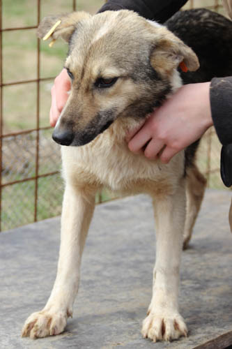 TRIXIE - reserviert Hamburger Tierschutzverein