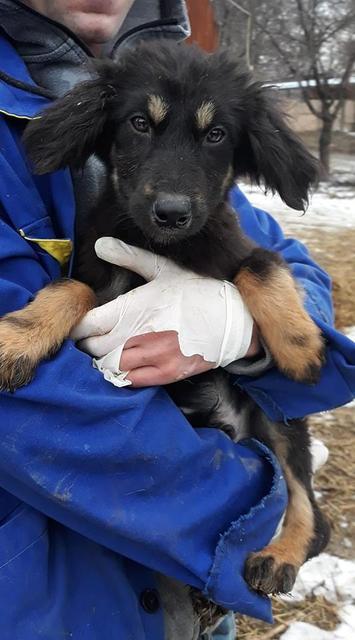 PIPP - reserviert Tierhilfe Lebenswert e.V. (MP)