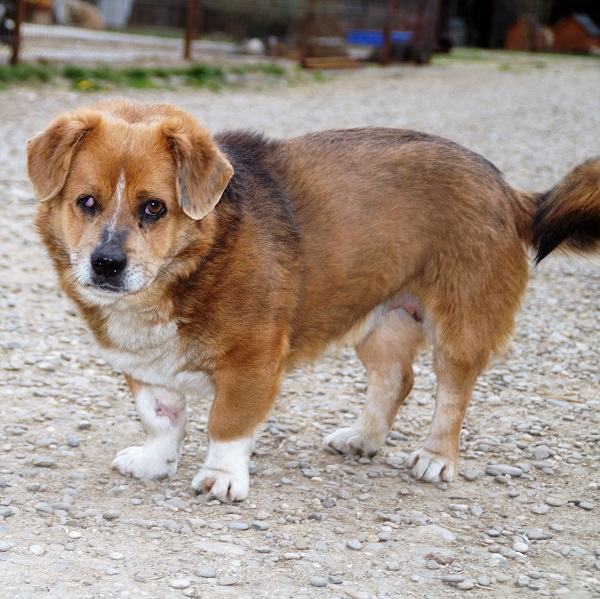 VICTOR - Oldie - reserviert Casa Animale