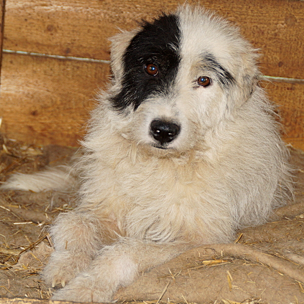 CLOVER (MATTI)  - über 1,5 Jahre im Tierheim (Reserviert PS Dany)