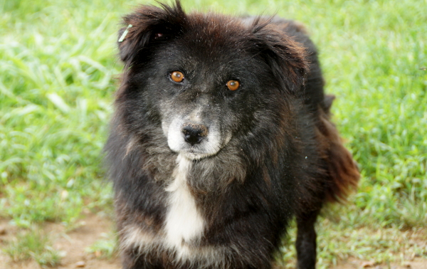 LOXLEY - Oldie - sehr zutraulich - über 1 Jahr im Tierheim ist reserviert