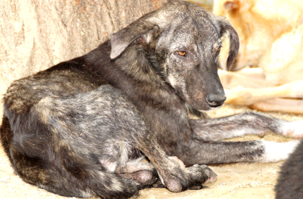 SCOOBY - reserviert Tierhilfe Lebenswert e.V. (MP)