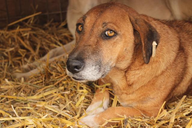 ESPERANZA - gemütliche OMA - reserviert ProVitaAnimale