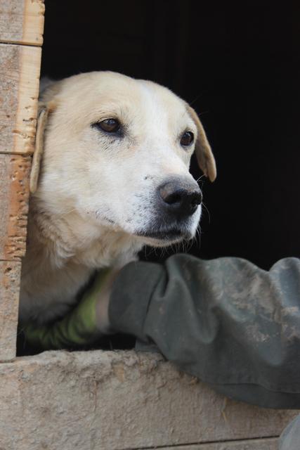 DANDY - reserviert Hamburger Tierschutzverein