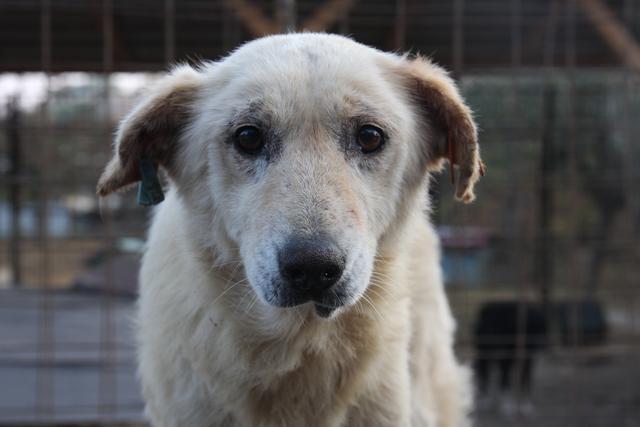 HAIKO - in Tierklinik in Behandlung - reserviert PS (Kristina D.)