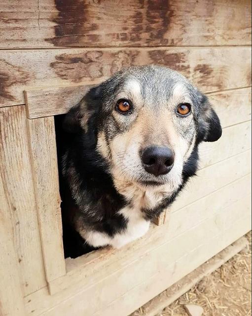 JULIETTA  - seit Dezember 2016 im Tierheim -- reserviert NadineH