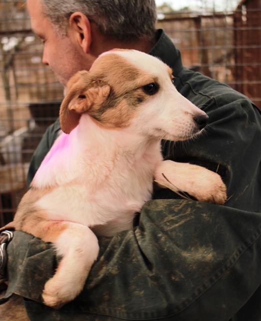 LIESE-LOTTE - reserviert Hundescheune Fläming