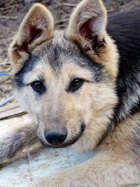 TAMEH - reserviert Hundescheune Fläming