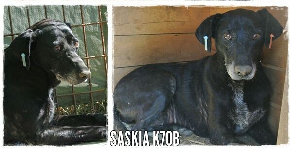 SASKIA* - reserviert Casa Animale