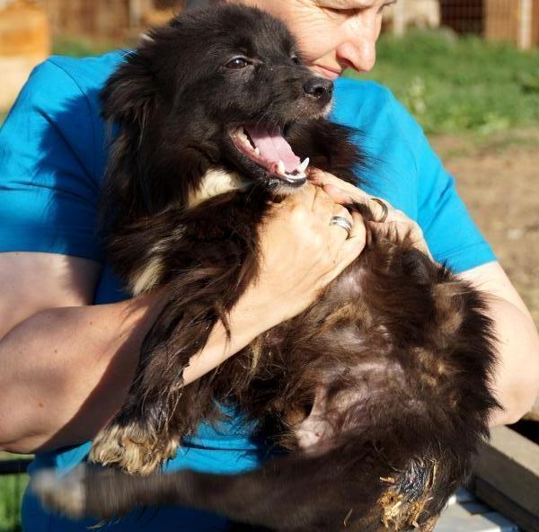 EDDY (TAZ) - dringend Rettungspaten und Gnadenplatzpaten gesucht