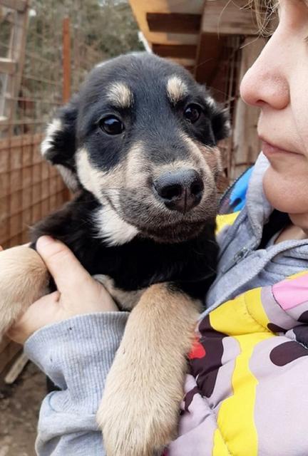 BASHIRA - reserviert Hundescheune Fläming (Anna)