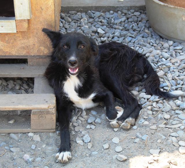 ALADIN - ausgereist THL Dog Rescue