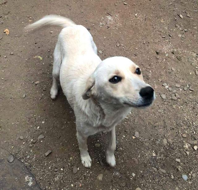 ALBANA (Alba) - reserviert Dog Rescue / Tierhilfe Lebenswert e.V. (MP)