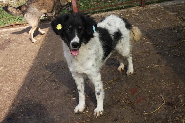 BETTY - reserviert Tierhilfe Lebenswert e.V. (MP) - ausgereist 08/19