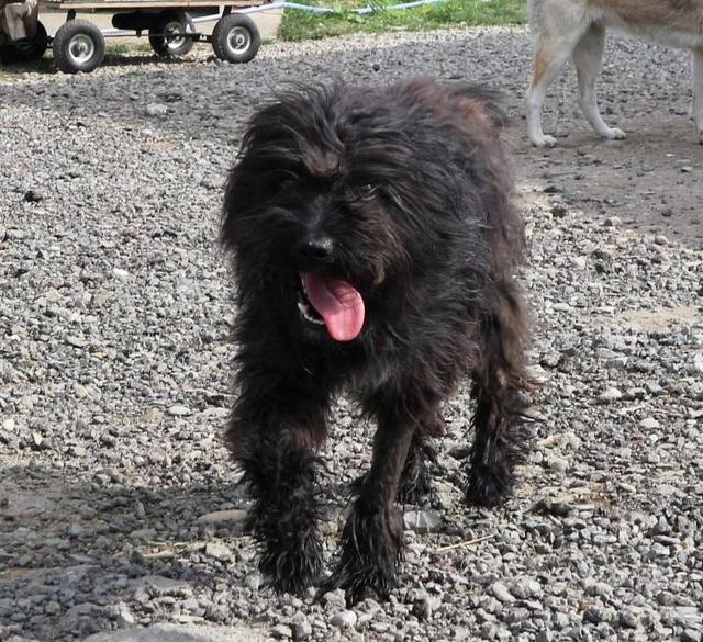 FLOKI - reserviert Dog Rescue / Tierhilfe Lebenswert e.V. (MP)