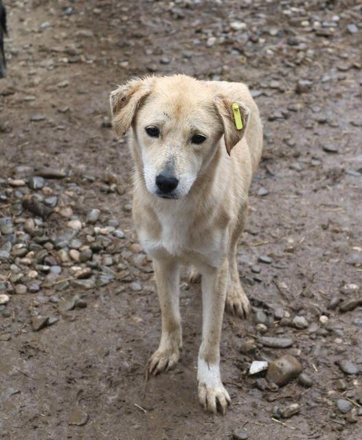 GIAH - reserviert Dog Rescue / Tierhilfe Lebenswert e.V. (MP)