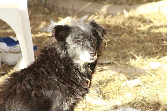 GRANNY - reserviert Dog Rescue / Tierhilfe Lebenswert e.V. (MP)