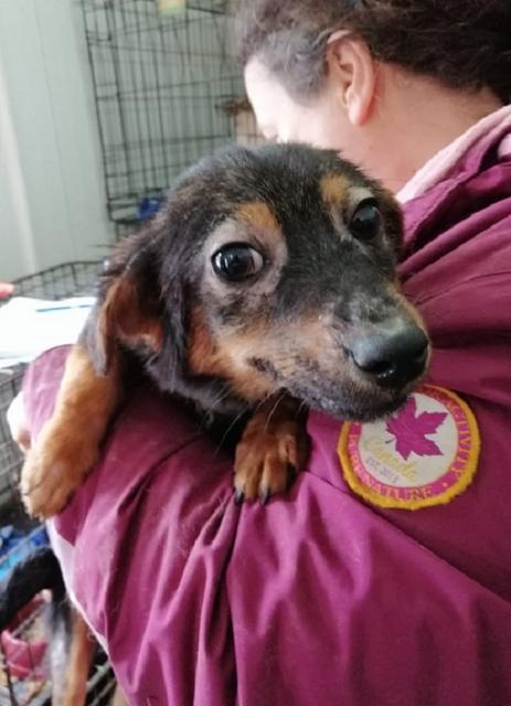 IZZA - reserviert Dog Rescue / Tierhilfe Lebenswert e.V. (MP)