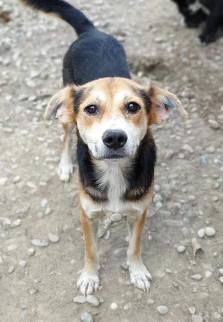 LEODY - reserviert THL DR (NadineZ 08/20) - sehr nett, verzweifelt vor Ort