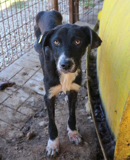 NEGRITO - reserviert Dog Rescue / 4A (MP)