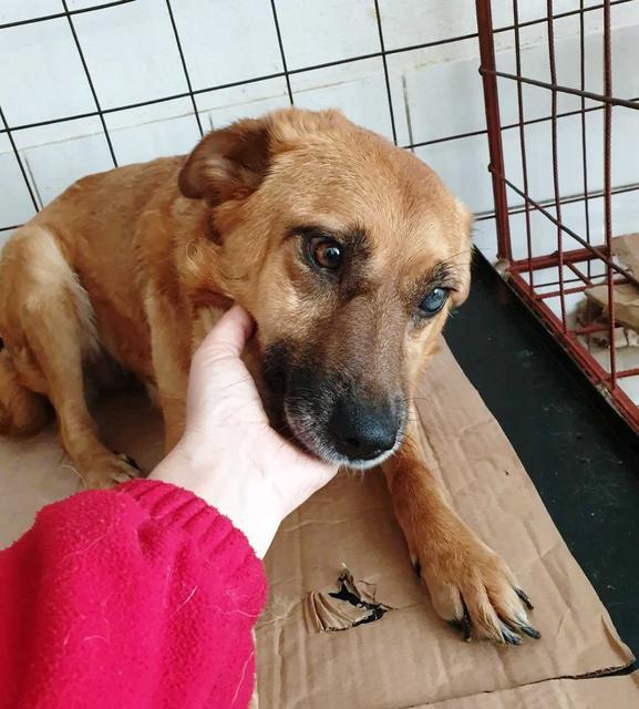 NICOLE - reserviert Dog Rescue / Tierhilfe Lebenswert e.V. (MP)