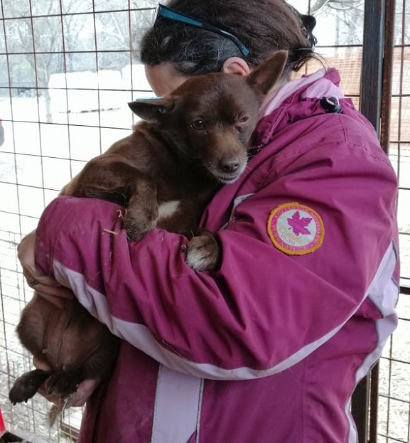 NURIA - reserviert Dog Rescue / Tierhilfe Lebenswert e.V. (MP)