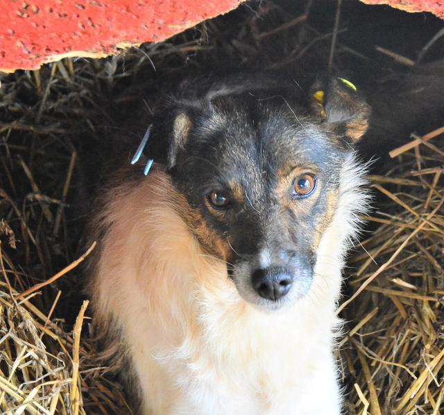 NOELIA - reserviert Dog Rescue / Tierhilfe Lebenswert e.V. (MP)