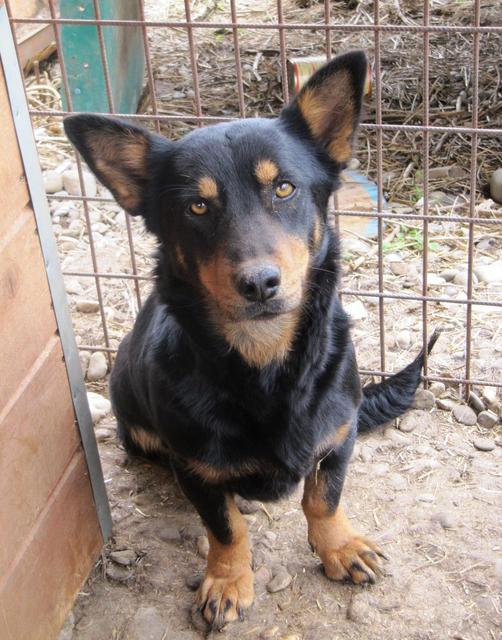 OLENNA - reserviert Dog Rescue / Tierhilfe Lebenswert e.V. (MP)