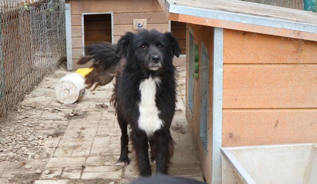 OMOH - reserviert Tierhilfe Lebenswert e.V. (MP)