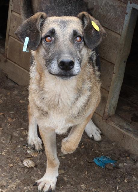 PRINCE - reserviert THL DR (NadineZ 06/20) - seit Mai 2018 im Tierheim