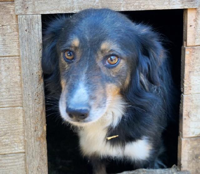 RUBINO - reserviert THL DR (NZ05/20) - seit Oktober 2018 im Tierheim