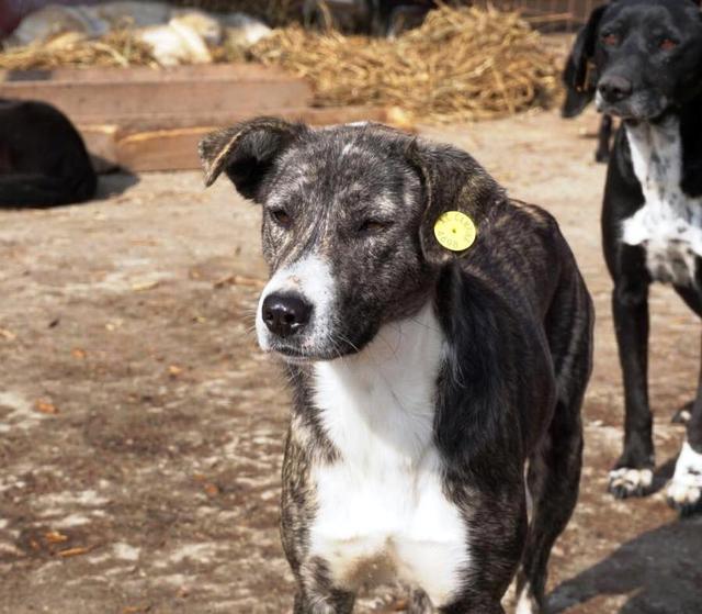 SMOKE - reserviert Dog Rescue - Tierhilfe Lebenswert e.V. (MP)