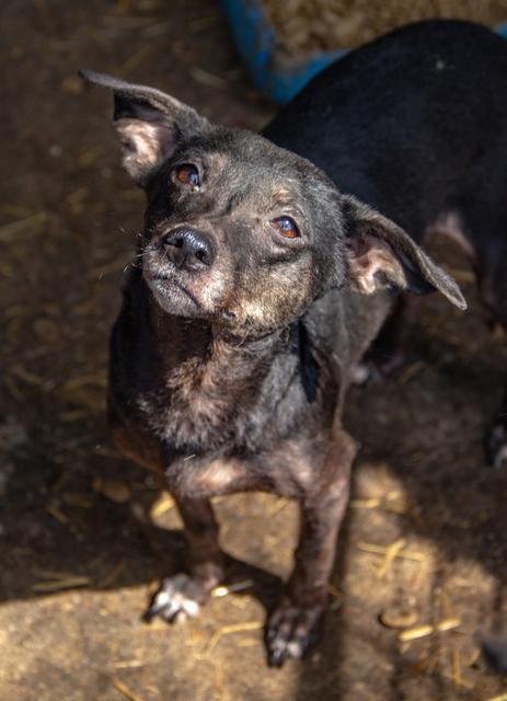 TANISHA - ausgereist über Dog Rescue / Tierhilfe Lebenswert e.V.